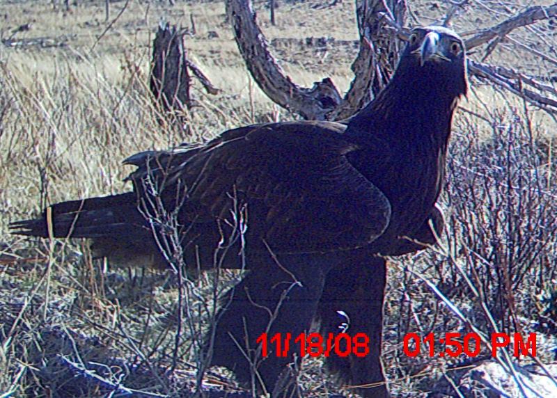 golden eagle drawing. Candid Camera and the Golden