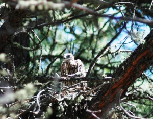 Goshawk chick in the nest